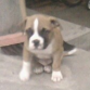 Spike Un American Bully Ecuatoriano