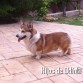 Mi Spok es todo corazón, no he visto un perro con mejor carácter que él, es de la raza welsh corgi pembroke, viene desde estados unidos donde por desgracia tienen costumbre en amputarles la cola a los pocos días de nacer.