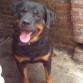 MI Bello chikoko todo un semental