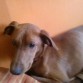 Pues este soy yo, pasado un mes, desde que me encontró mi mami adoptiva, porque si pongo una de como estaba ese maravilloso día, os daría mucha penaaaaa. 