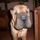 Hola soy Duke, un sharpei muy bonito y particular soy muy fiel a mis dueños pero desconfiado con los demás, supongo que entrará dentro de la raza de mi caracter, también soy cariñoso con mi dueña que la quiero mucho!!!!!