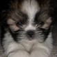 ..:: My Baby ::..