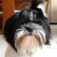 Mi hermosa Zuki
