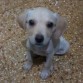 Apenas la adopte