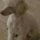 Perra blanca raza poodle de 4 años 