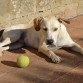 Cuzco pertenece a la protectora de animales de Puertollano. La supervivencia para los cachorros se hace muy difícil allí. Tiene 7 meses, es mestizo aunque los rasgos más claros son los de labrador. Busca familia que le dé cariño urgentemente.