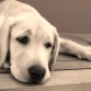 Vega con 3,5 meses