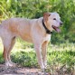 Cruce de labrador. Esterilizada. Llegó a nuestro refugio en 2003 embarazada. Sus cachorros nacieron sanos y todos fueron adoptados. Ella sigue en nuestro refugio esperando tener esa suerte también. Es muy juguetona y nerviosa, y aunque se lleva bien con todos los demás perros, con algunas hembras puede ser dominante. Le gusta mucho coger palos y jugar ella sola, los tira al aire, los vuelve a coger y en verano hasta caza mariposas. Necesita un hogar donde pueda jubilarse, después de todos estos años viviendo en el refugio.