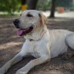 Descansando en un gran día en el parque de perros