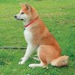 esta en mi patio una cosa mas....
estte perro mi papa me lo trajo de japon
y por eso lo llame hachiko como el
akita hachiko el perro fiel