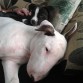 Con su primo Bull Terrier.