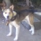 Cruce de husky con american pittbull terrier 
un pedazo de pan a pesar de su catalogacion!!! como lo echo de menoooss :(