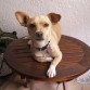 posando