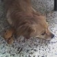 belu y su peluche favorito