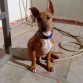 Tyrone cruce de bullterrier y galgo con 3meses 