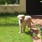 bolo con 3 meses y medio