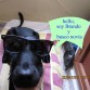 HOLA, chicas soy brando y tengo 3 añitos y estoy loquito por tener noviaa, soy mestizo de labrador y coker . 