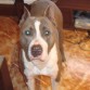 Busco amstaff hembraaa