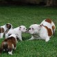 La mama algunos de los cachorros los vendimos me quede los que mas me gustaban pero me dieron penita los otros