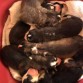 Cachorros de Trysha en su primer dia de Nacidos...