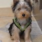 Canito 4 meses Yorkshire Terrier 
