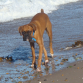 Chamaco en playa de Puerto Madrin