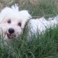 Hola, me llamo Chicho, soy un bichón maltés de 8 meses. Busco hembra de bichón maltés para monta (ya he tenido una primera experiencia con una perrita). Soy muy cariñoso y juguetón, me gusta mucho estar con la gente y jugar con otros perros. Peso 5 kg y soy muy blanquito. Mis dueños dicen que soy muy listo, obediente y que aprendo muy rápido.
Tengo todas las vacunas y revisiones al día y la veterinaria dice que estoy muy sano.