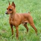 este es mi perro chispa. Es un pinscher miniatura, de capa fuego, es macho, tiene dos años y es muy juguetón y protector