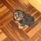 Cookie de 3 meses