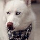 Mi husky siberiano Winter :3