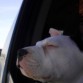 Disfrutando un paseo por carretera