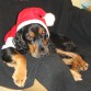 Dulce Navidad con Duke