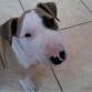 este aquiles, mi primer bull, tenía 2 meses y una semana