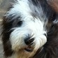 fredie,bearded collie o collie barbudo .