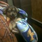 es un cruce de chihuahua y pinscher... o eso dicen...jajajaja!  a mi me da igual! es preciosa!