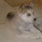 MI (creo) Husky