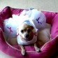 HOLA!!!! SOY MINNYMINE GARCIA ,UNA CHIHUAHUA MUY COQUETA ,,,MUY TRAVIESA, Y JUQUETONA...