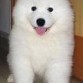 Aqui cuando era baby,,,,,,,,parece un  peluche 