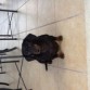 joya es enrealidad una salchicha de 5 años de edad, es tierna,linda,obediente y buena perra.