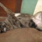 aca esta mi KAFU durmiendo patas pa arriba es el mas ocioso ps solo para durmiendo XP!!!