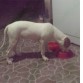 khalesi con 4 meses 