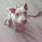 Khalesi con 4 meses