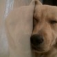 durmiendo despues de jugar