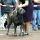 GDA Keona Cane Corso- Luemburgo
Campeona Joven de Luxemburgo 2011