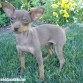 Kiss es un cruce de pinscher atípico pero muy muy gracioso