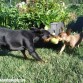Vega y kiss siempre están jugando