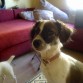 Mi canija!!!!Es imposible hacerle una foto en la que no salga con los ojos entrecerrados o cara de vieja xD