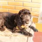 ella es larita, cocker negra, mala onda, pero a la vez dulce, atenta con la gente en general.
atolondrada...bella