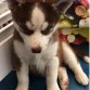 Es una husky siberania marrón con los ojos azules tiene actualmente 3 meses.