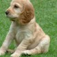 antes  de que muriera mi lindo perro